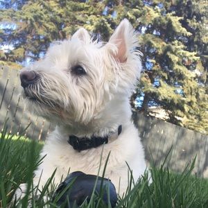 Meet your Posher, Sydney